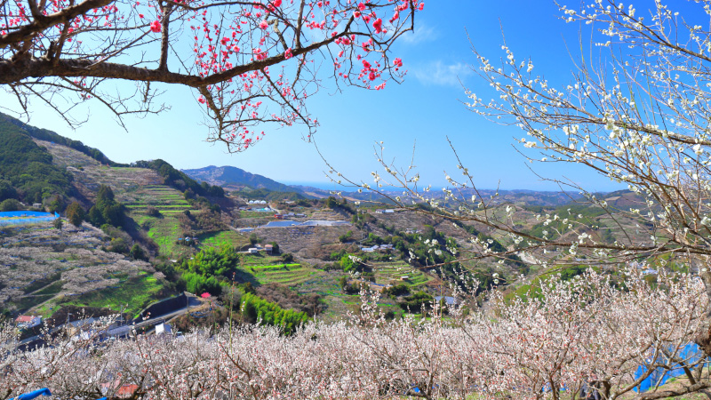 和歌山県 田辺市